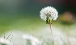 为什么家里不种蒲公英（蒲公英在家里怎么种）
