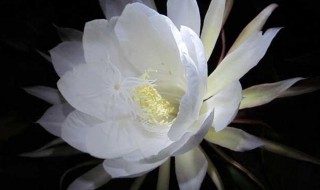 昙花抽杆子是剪掉还是留着（昙花抽杆好不好）