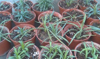 康乃馨的水培扦插步骤 康乃馨盆栽怎么扦插