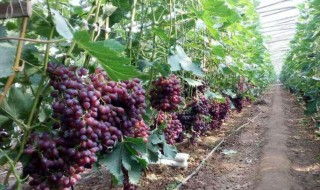 葡萄树的管理和修剪技术（葡萄树的管理和修剪技术要点）