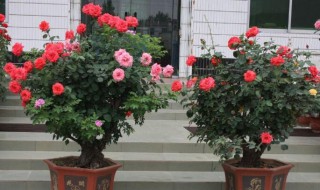 树桩月季怎么嫁接种植 树桩月季怎么嫁接种植方法