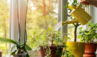 庭院四季常青低矮植物 四季常绿的庭院植物矮