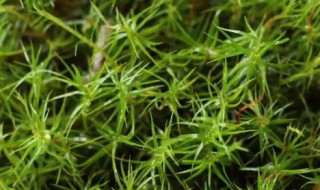 苔藓植物有没有根茎叶的分化 苔藓有没有根茎叶的分化?
