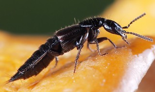 隐翅虫会在家做窝吗（家里发现隐翅虫,咋样找窝,灭虫）