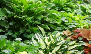 矾根必入的品种 矾根必入的品种名称