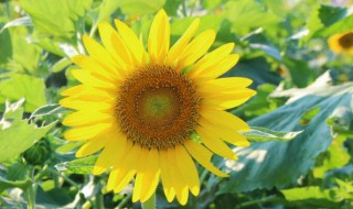 向日葵第二年还能活吗（向日葵第二年能自生吗）