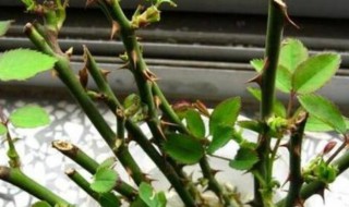 早春月季如何扦插（早春月季如何扦插视频）