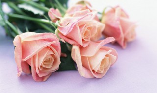 玫瑰叶子突然干焦 玫瑰叶子突然干焦了