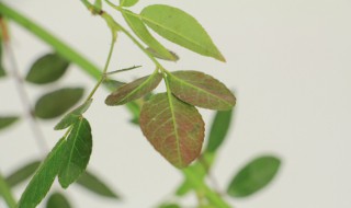 红木香养殖方法和注意事项 红香木的养殖方法