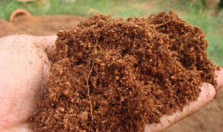 椰砖拌土的不良后果 椰砖拌土可以吗