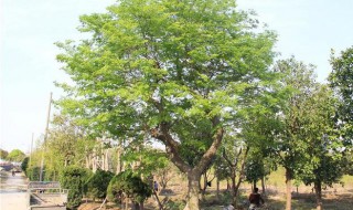 朴树是名贵树种吗（朴树是什么树种）