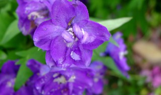 飞燕草花语和寓意 飞燕花的寓意