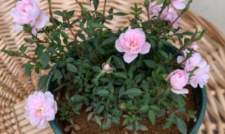 姬月季能活多久 日本姬月季能养多久