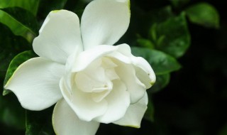 栀子花的花期多长时间（栀子花花期多长时间一年开几次花）