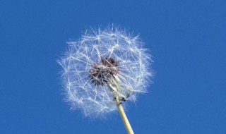 尖裂假还阳参和蒲公英的区别（尖裂假还阳参与蒲公英区别）