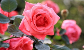 月季冬天放在室外会被冻死吗（月季冬天放在室外会被冻死吗）