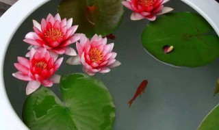 种睡莲需要多深的盆 种睡莲需要多大的盆