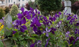 铁线莲一类二类三类具体品种（铁线莲一类二类三类具体品种图片）