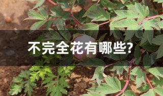不完全花有哪些?（不完全花有哪些?他们缺少哪些结构）