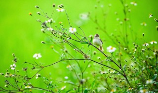 春天是什么时候 春天是什么时候开始什么时候结束