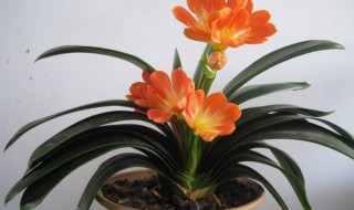 君子兰如何换盆换土（君子兰如何换盆换土需要消毒吗）