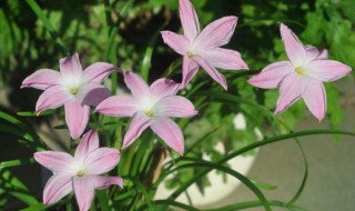 风雨兰发芽后多久开花（风雨兰一般种下多久会开花）