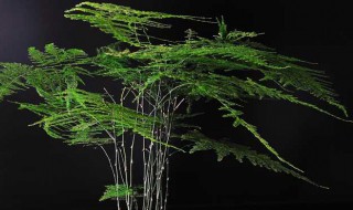 怎样使文竹又绿又茂盛 怎样使文竹叶子翠绿浓郁