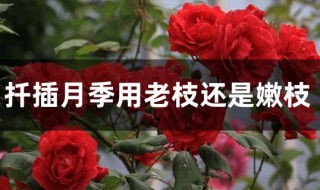 扦插月季用老枝还是嫩枝 老枝月季可以作为扦插吗