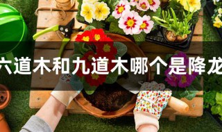 六道木和九道木哪个是降龙木 六道木和九道木哪个是降龙木的一种