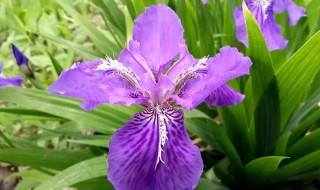 紫色鸢尾花隐藏花语 紫色鸢尾花语