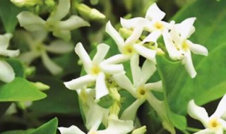风车茉莉有毒吗?可以家养吗（风车茉莉有毒,能养猫吗）
