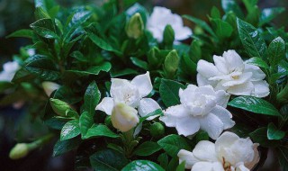 栀子花烂根如何抢救 栀子花烂根如何抢救视频