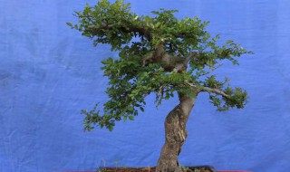 对节白蜡盆景的养护及注意事项（对节白蜡盆景冬季放室内可以么么）