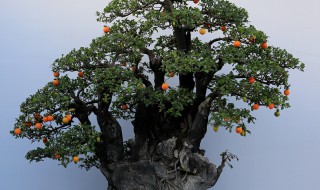 金弹子阴芽生桩怎么栽（金弹子阴芽下山桩栽培技术）