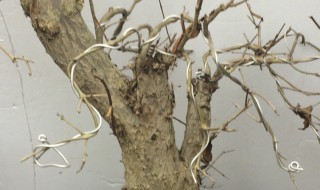 如何判断石榴桩死了没有 石榴桩不发芽怎么办