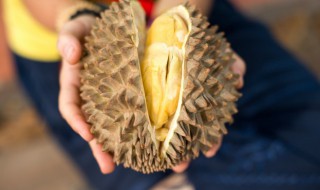 榴莲生长环境要求（榴莲生长环境要求标准）