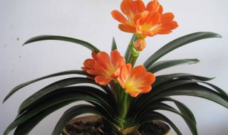 君子兰换土后第一次浇水注意（君子兰换土后需要马上浇水吗）