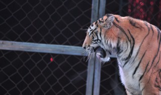 马戏团怎么训练老虎 马戏团训练老虎残忍吗