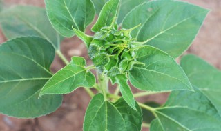 向日葵叶子变黄的原因 向日葵叶子发黄的原因