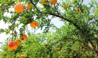 石榴树干枯了还能活吗（石榴树干枯了还能活吗视频）