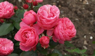 粉色达芬奇月季能长多高 粉色达芬奇月季怎么修剪