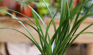 兰花翻盆后多久浇水 兰花翻盆后多久浇水好