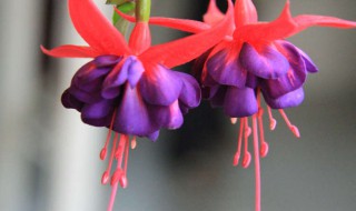 灯笼花的寓意和象征（灯笼花象征着什么）