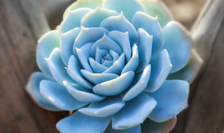 薄叶蓝鸟为啥一浇水就穿裙子 蓝鸟怎么浇水