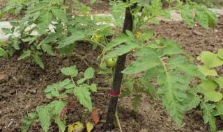 西红柿打顶方法 西红柿打顶方法图解