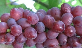 玫瑰香葡萄种植技术与管理 玫瑰香葡萄种植技术与管理方法