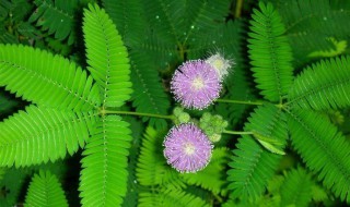 含羞草害羞原因（含羞草害羞原因分析）