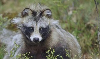 三有保护动物是什么意思（野猪三有保护动物是什么意思）