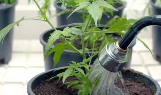 养花卉制作的浇水神器（养花卉制作的浇水神器有哪些）