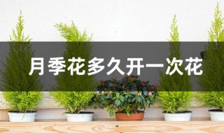 月季花多久开一次花 月季花什么时候开一次